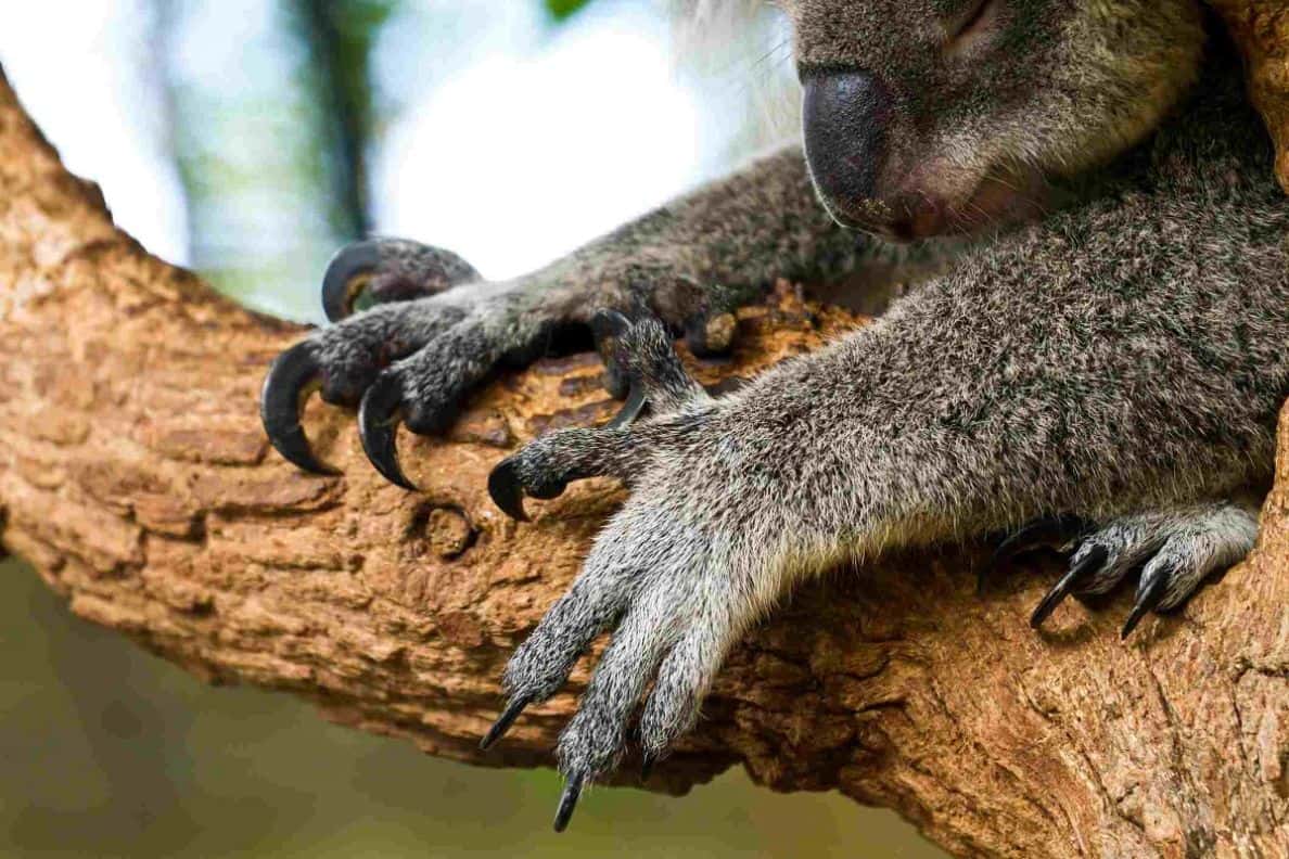 koala pençeleri neredeyse bir kartalınkinden farksız