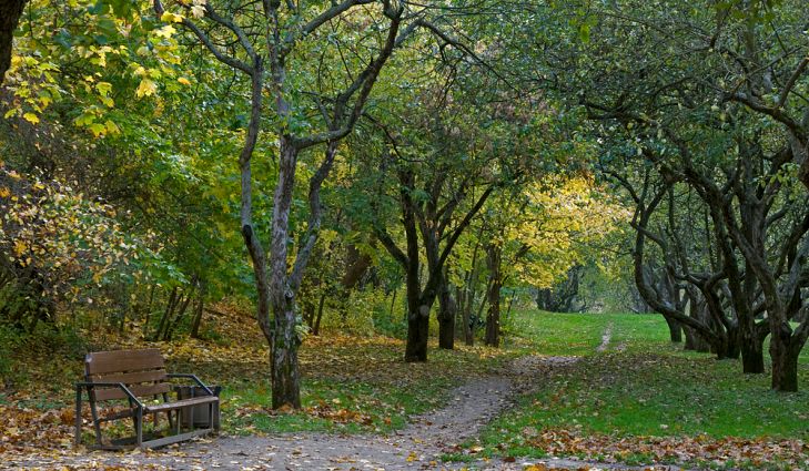 En çok yeşillik olan şehirler: Dünya'daki 34 büyük şehrin verisi