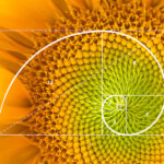 altın oran fibonacci