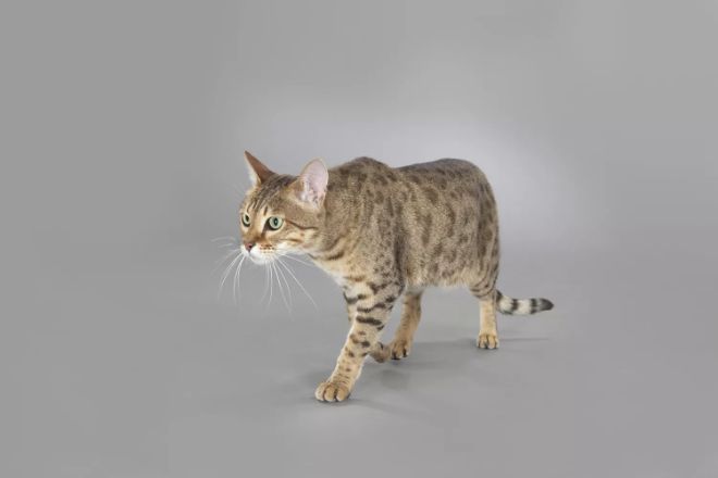 En uzun yaşayan kedi türleri savannah