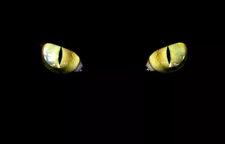 Kediler karanlıkta görebilir mi?