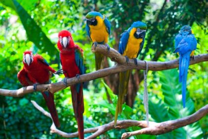 renkli papağanlar