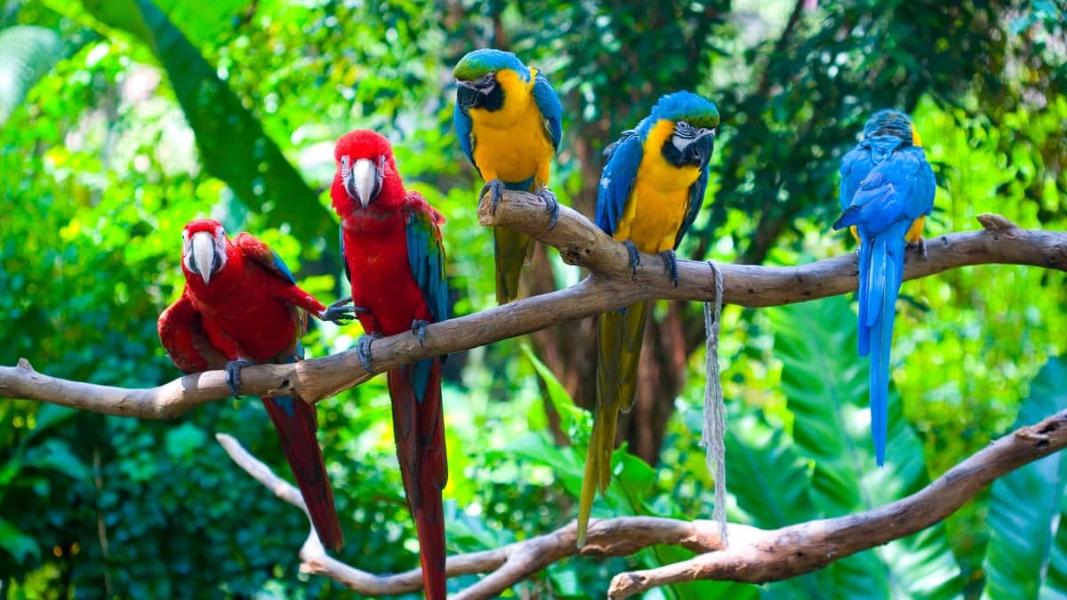 renkli papağanlar