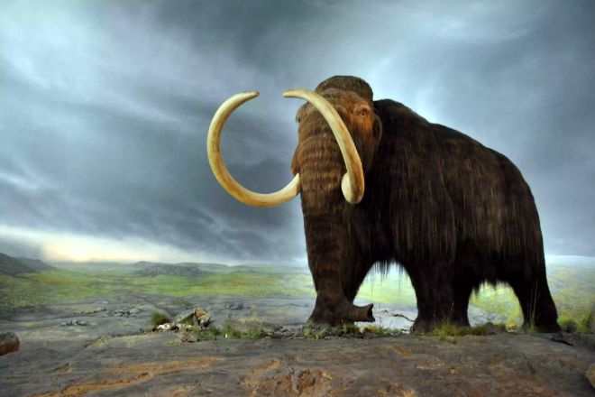Yünlü mamut