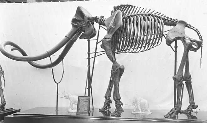 mamut iskeleti
