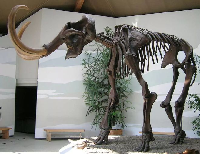 mamut iskeleti