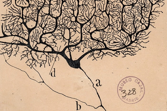 İnsan serebellumundan bir Purkinje nöronunun Santiago Ramon y Cajal tarafından 1899 tarihli taslaklarından detay.