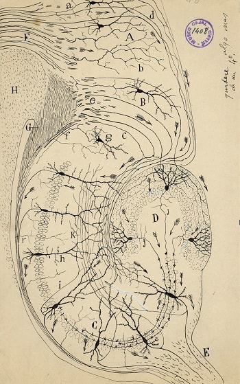 Santiago Ramón y Cajal'ın dendritler, hücre gövdesi ve aksonlar boyunca sinir uyarımlarının tek-yönlü yolağını vurgulayan sıçan beynindeki hipokampal bölgedeki katmanlar arasındaki karmaşık bağlantıları gösteren çizimi.