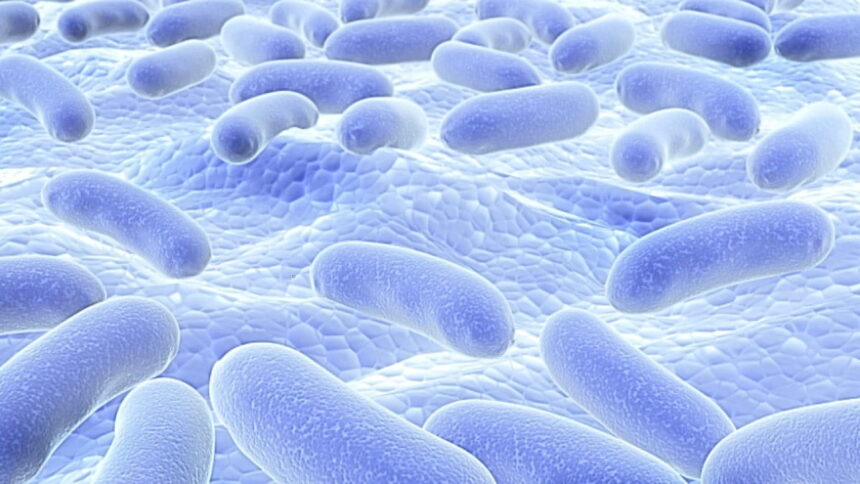 Lactobacillus plantarum (L. plantarum)'un yararları ve kullanım şekli