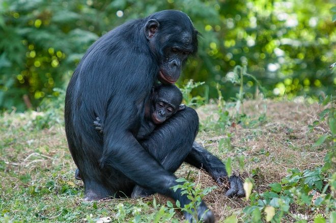 iklim değişikliği bonobo