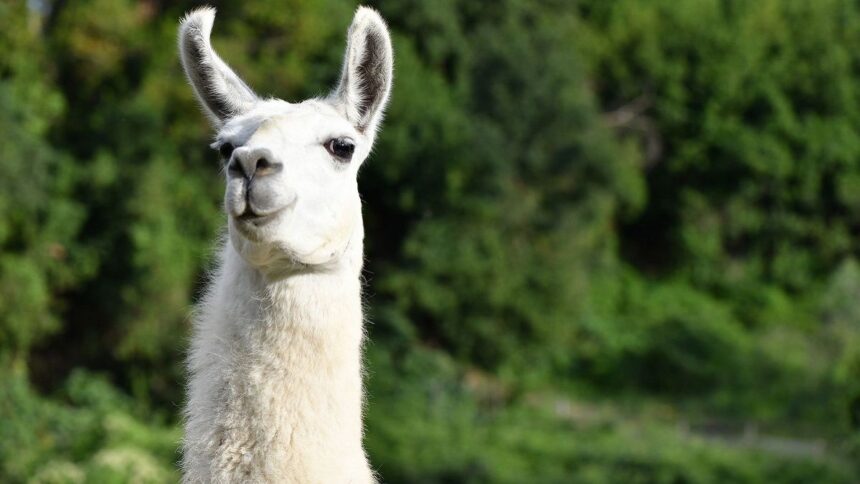 lama