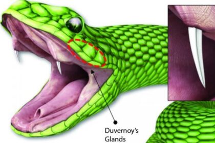 mikro iğneleme yılan dişi