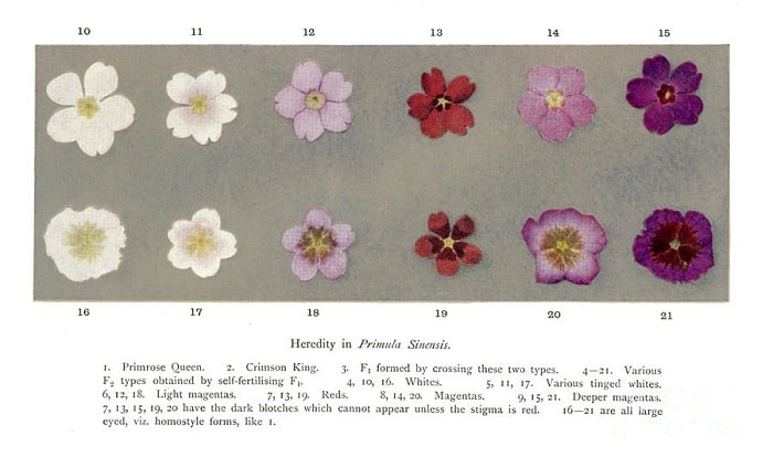1909'da basılan William Bateson'ın Mendel's Principles of Heredity (Mendel'in Kalıtım İlkeleri) adlı eserinden bir sayfa, bir beyaz renkli ata ve bir koyu kırmızı renkli atadan (çuha çiçeğinden) ayrı ayrı aktarılan iki ya da daha fazla unsurun etkileşimiyle beklenmedik çeşitte varyantların nasıl ortaya çıkabileceğini gösteriyor