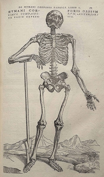 Vesalius, Fabrica'da insan bedenini bütün tabakalarıyla gözler önüne serer. En sonunda kemiklere gelir. Bu bütün iskelet, diseksiyonun kalıntılarını temizlemek için belki kendi mezarını kazacağı küreğe yaslanmış şekilde gösterilmiş.