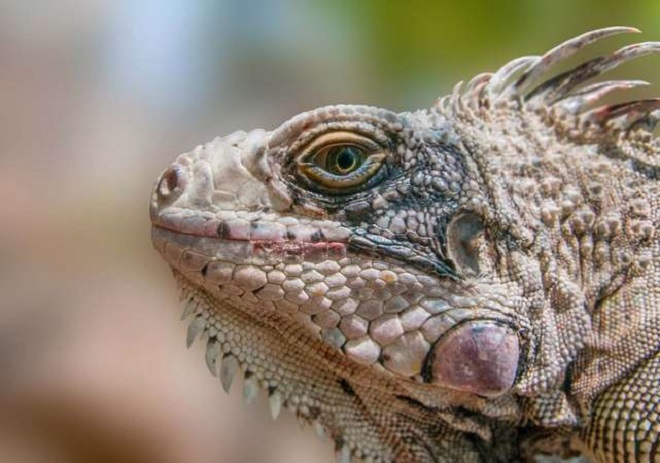çöl iguanası