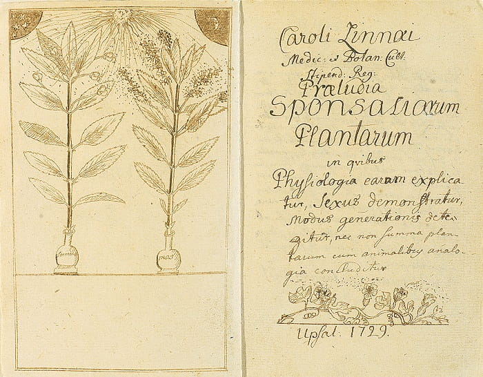 Linnaeus'un 1729 tarihli ''Praeludia sponsaliorum plantarum'' adlı makalesinin özgün el yazmaları / Carl Linnaeus