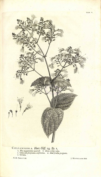 Georg Dionysius tarafından ve Jan Wandelaar tarafından Hortus Cliffortianus adlı eserden kazınmış, nane ailesinden Kuzey Amerika'ya özgü olan Collinsonia canadensis bitkisini gösteren tabaka.