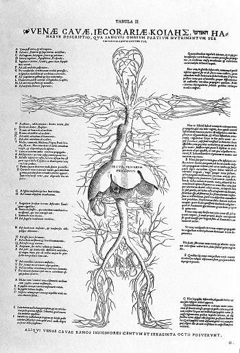1538 tarihli Tabula anatomicae sex'ten damarlar ve karaciğer, Vesalius'un başlarında ders verirken kullandığı yardımcı altı çizimden biri