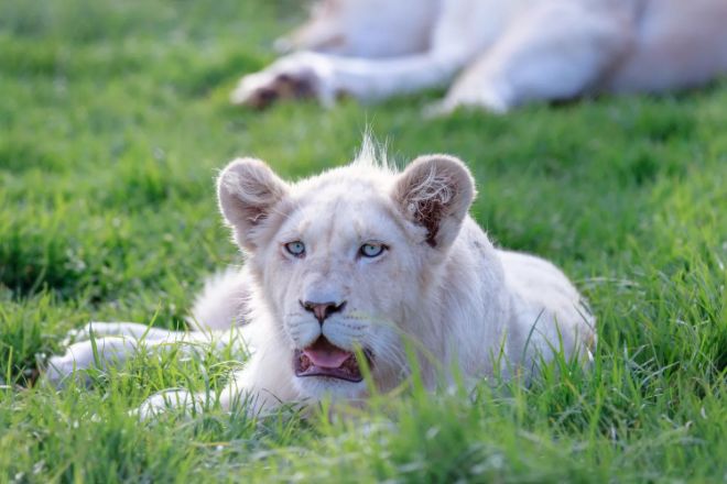 beyaz aslan