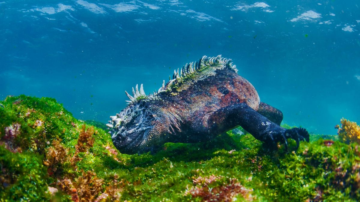 deniz iguanası