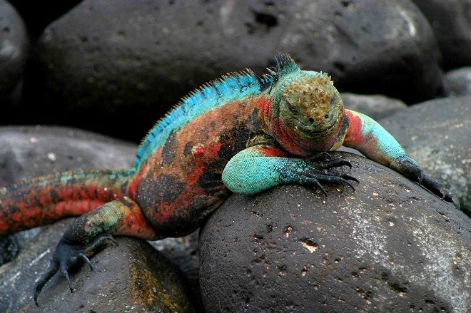 iguana denizde yaşıyor