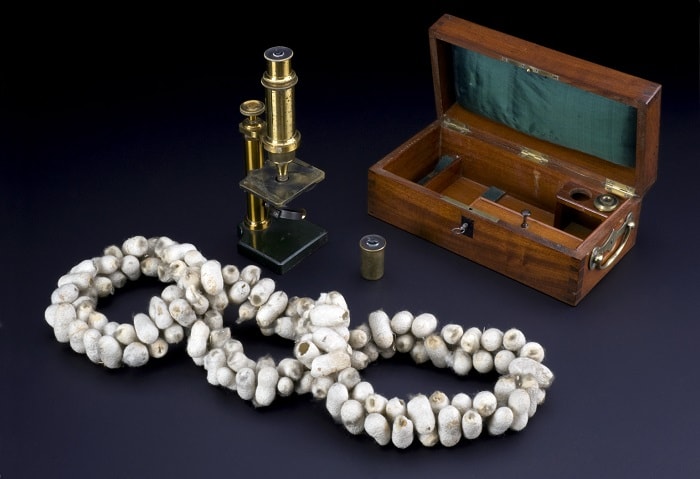 Pasteur'ün 1860'larda ipekböceği hastalığı pebrini incelemede kullandığı mikroskobu, diğer aletleri ve ipek kozaları