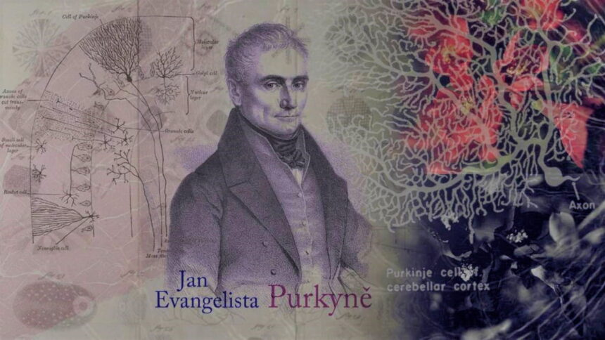 Jan Purkinje