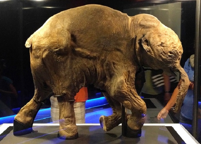 Young mammoth in permafrost