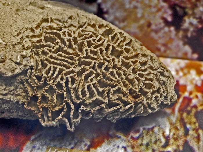 Halysites tabulate coral