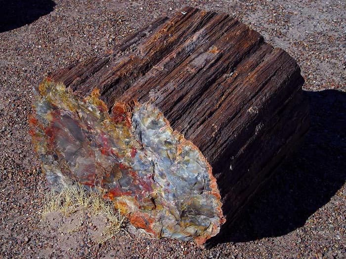Fossilized wood