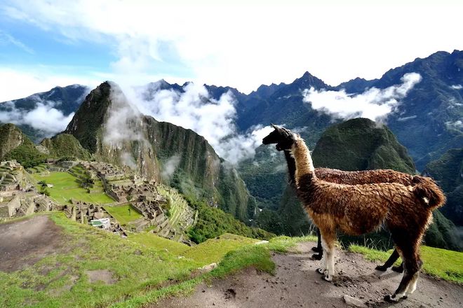 alpaka, Peru, Machu Picchu