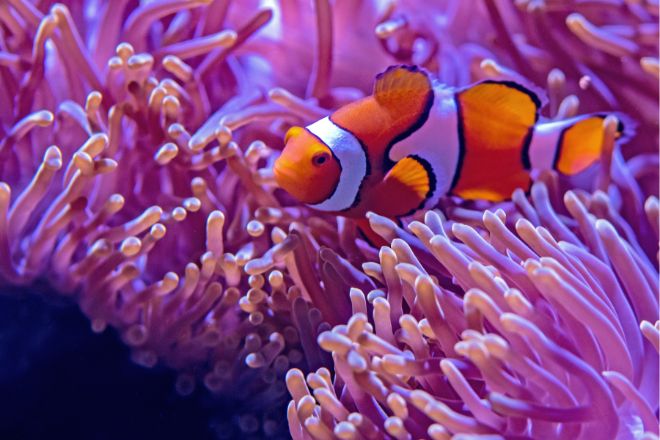 Avustralya'daki Büyük Set Resifi birbirinden özel canlıları barındırıyor