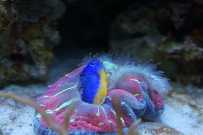 Bir resif üyesi olan azure damsel balığı ile beslenen beyin mercanı