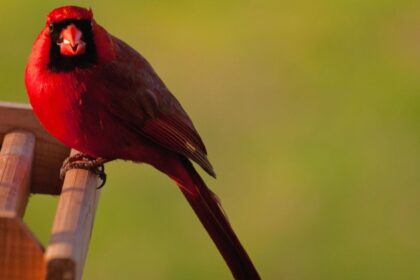 Kardinal kuşu (Cardinalis cardinalis)