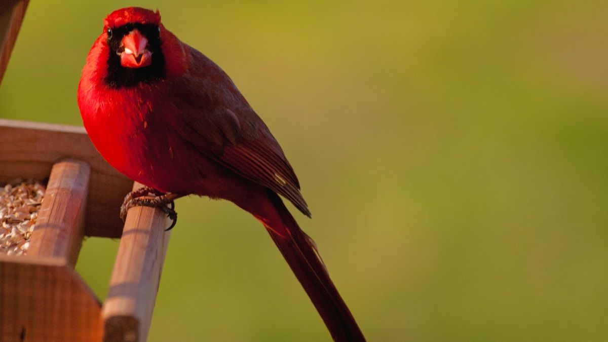 Kardinal kuşu (Cardinalis cardinalis)