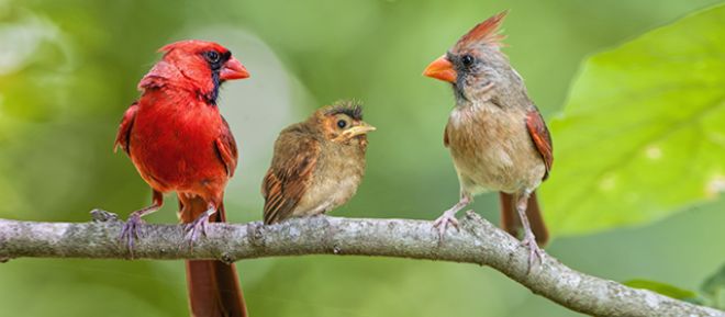 Sırasıyla erkek, yavru ve dişi Kardinal kuşu