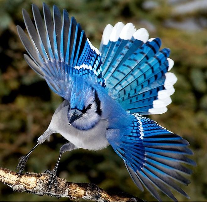 mavi alakarga kuşu