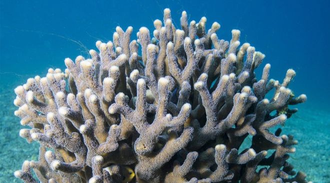 Ağaran mercanlar birkaç gün hayatta kalır.