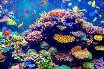 mercan resifleri rengarenk