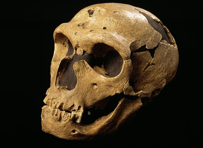 Neanderthal Skull