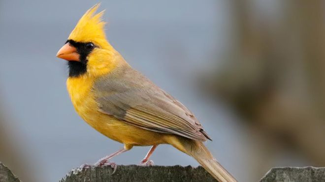 Kardinal kuşu sarı Xanthochroism 