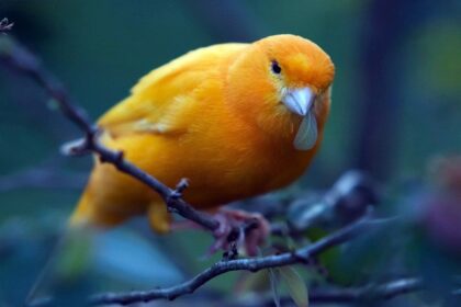 turuncu kanarya kuşu ağaçta duruyor