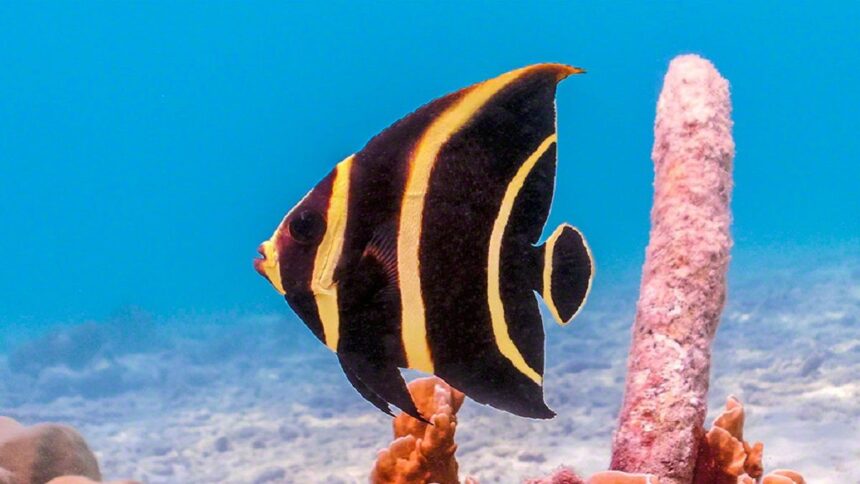 yavru fransız melek balığı angelfish