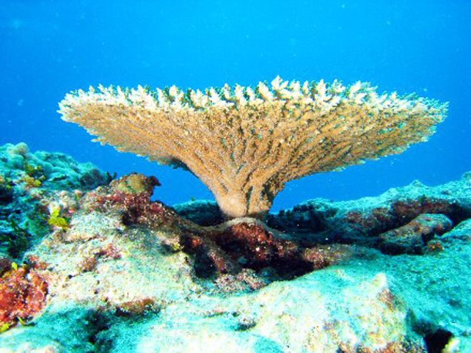 Zooxanthellae, resiflerin nefes almasını (fotosentez) sağlayan canlılardır