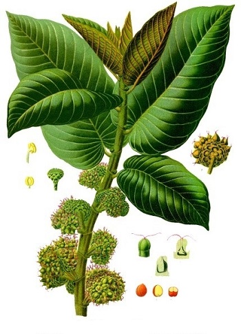 Castilla elastica bitkisinin Franz Eugen Köhler çizimi