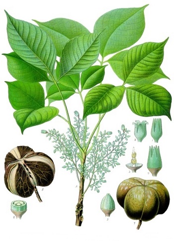 Hevea brasiliensis bitkisinin Franz Eugen Köhler çizimi
