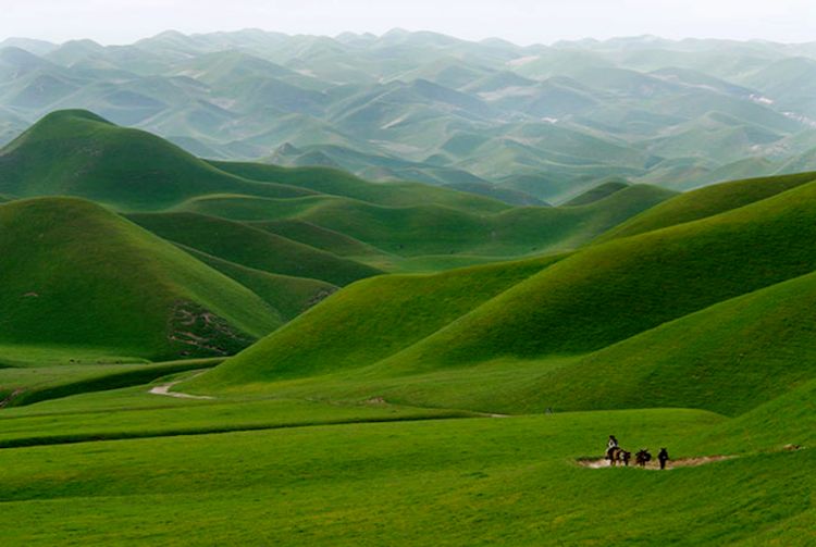 Afganistan yeşil kırlar