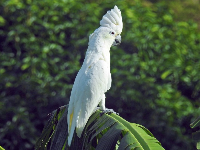 beyaz kakadu palmiye dalında tünüyor