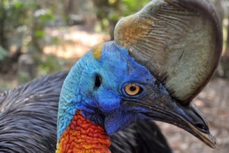 cassowary kuşu