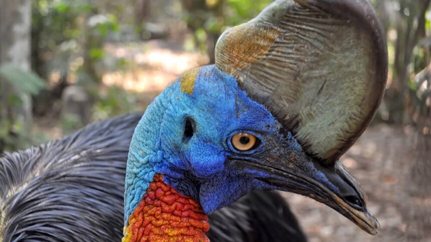 cassowary kuşu